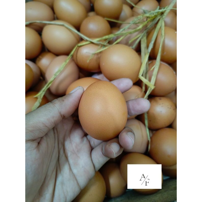 

Telur Ayam Negri Grade A Fresh 1KG/Sudah Sortir /Langsung Dari peternakan di Jawa Tengah