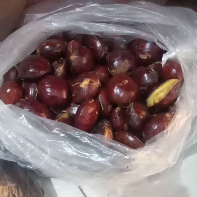 

jengkol segar