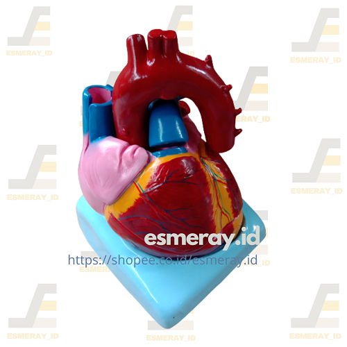 

Torso Model Jantung Manusia Ukuran Besar-Manikin/Manekin Anatomi Jantung-Alat Peraga Pendidikan