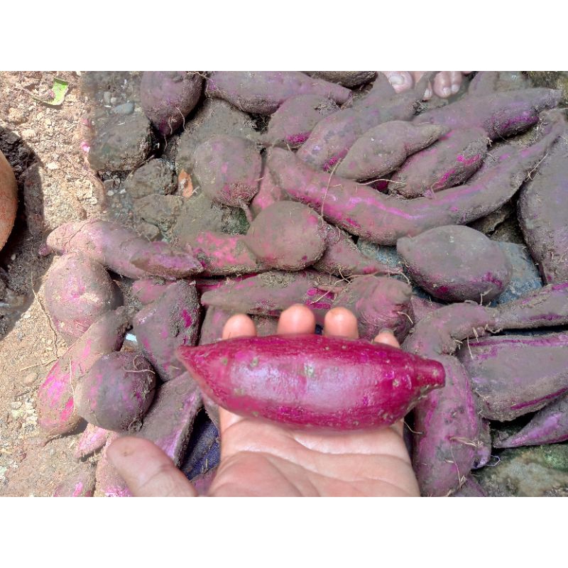 

ubi ungu satu kilo ubi ungu 1kg ubi organik tanaman organik