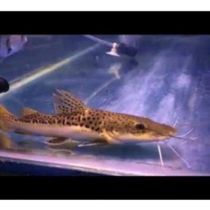 Hiasan aquarium dan aquascape leopard/catfish