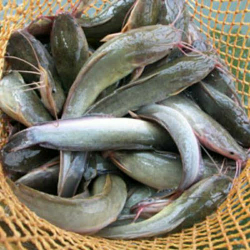

Ikan lele segar hasil ternak 1kg