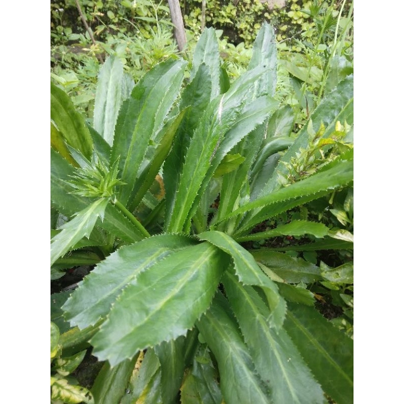 

daun walang sangit jumbo herbal ada akar hesean buat mancing.per 10 pohon