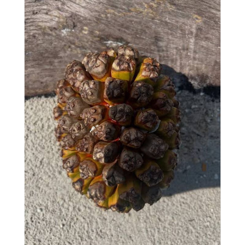 

Buah Pandan Duri Kering/Buah Laut - Buah kering dipohon