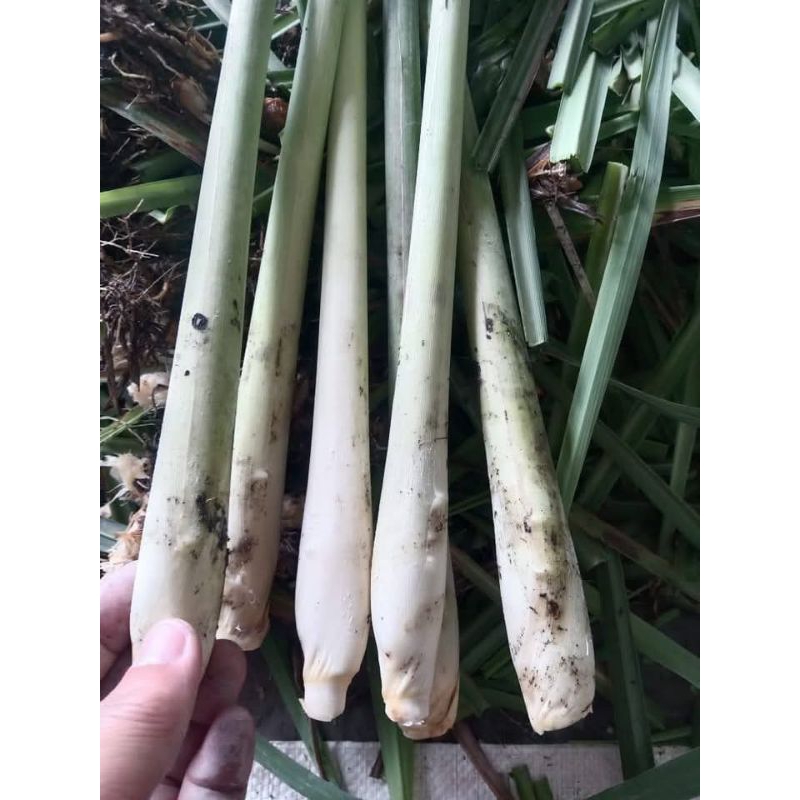

serai dapur 1 ikat 10 biji