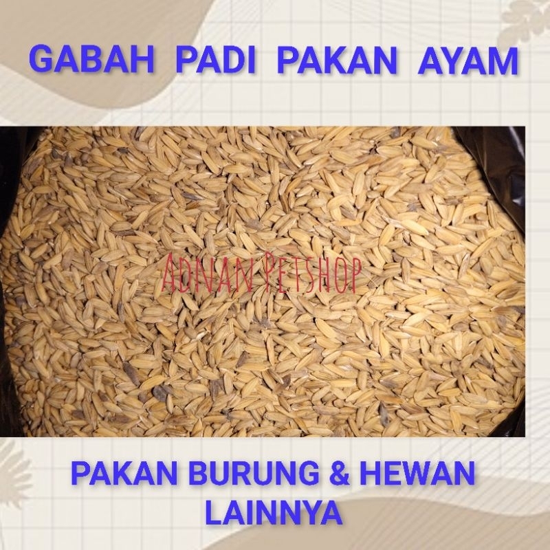GABAH PADI PAKAN AYAM BURUNG DAN HEWAN LAINNYA