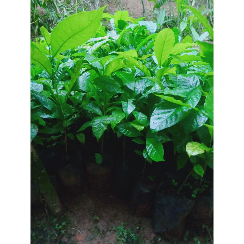 bibit kopi Arabika gayo aceh cabutan dari polibag kualitas unggul/200 batang