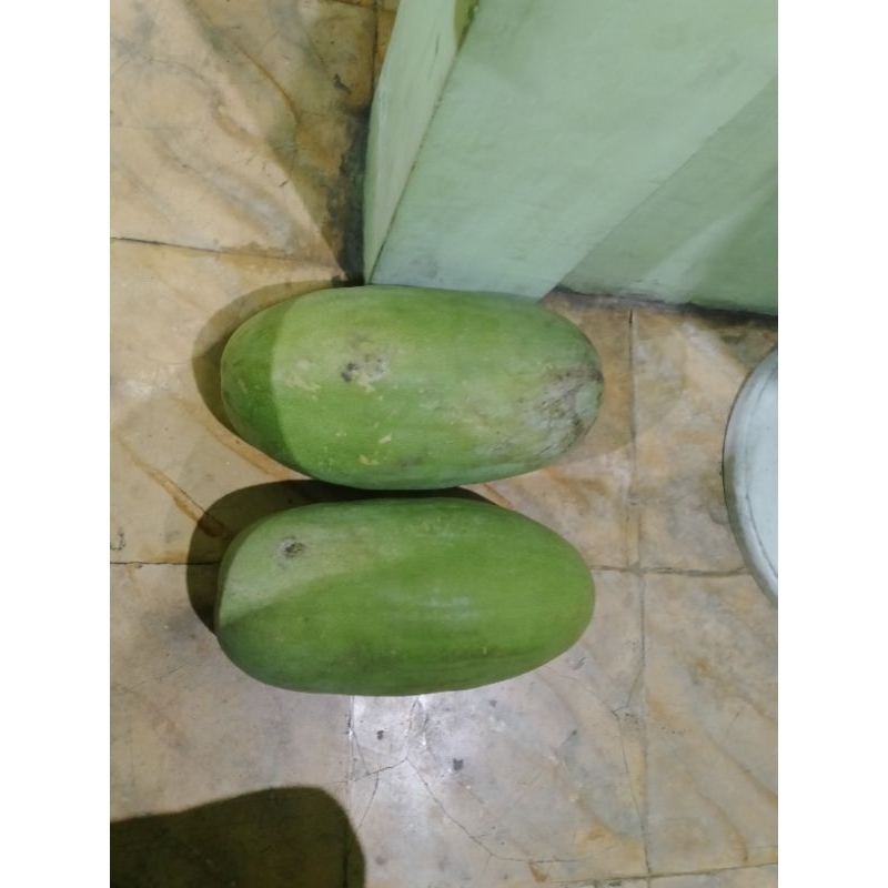 

Beligo (Baligo, Kundur, atau Tangkue)