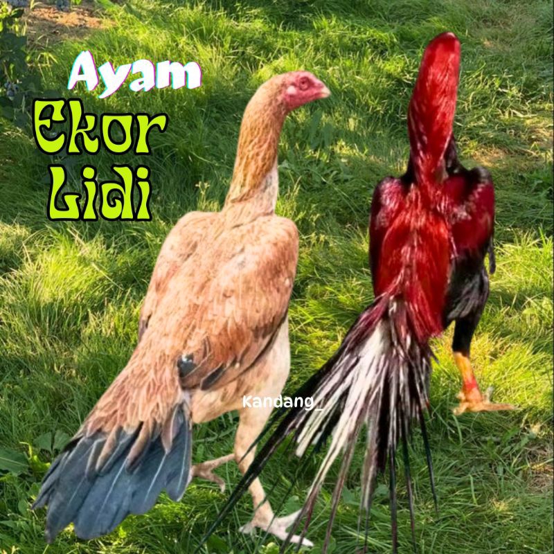 

telur ayam ekor lidi original super asli bisa di tetaskan