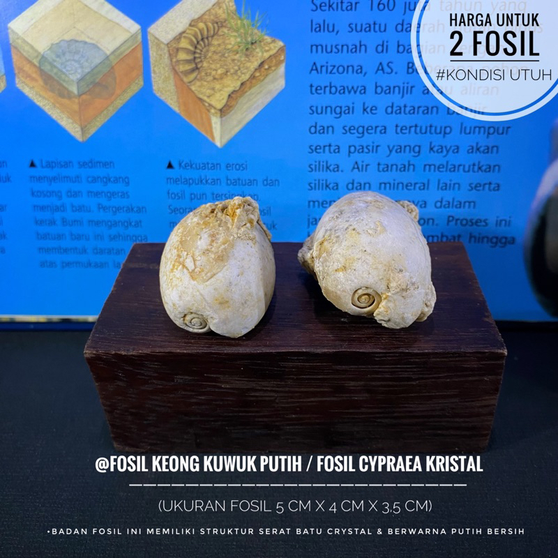 Fosil Keong Kuwuk Purba Putih B73 atau Fossil Cypraes atau Fosil Kol Buntet Putih atau Fossil Kerang