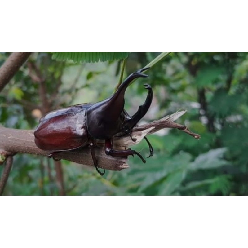 Kumbang tanduk X Gideon Sepasang