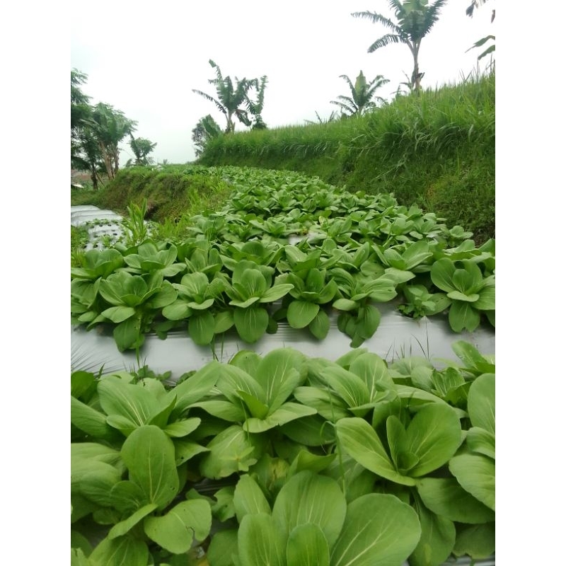 

sayur Pakcoy segar 500 gram