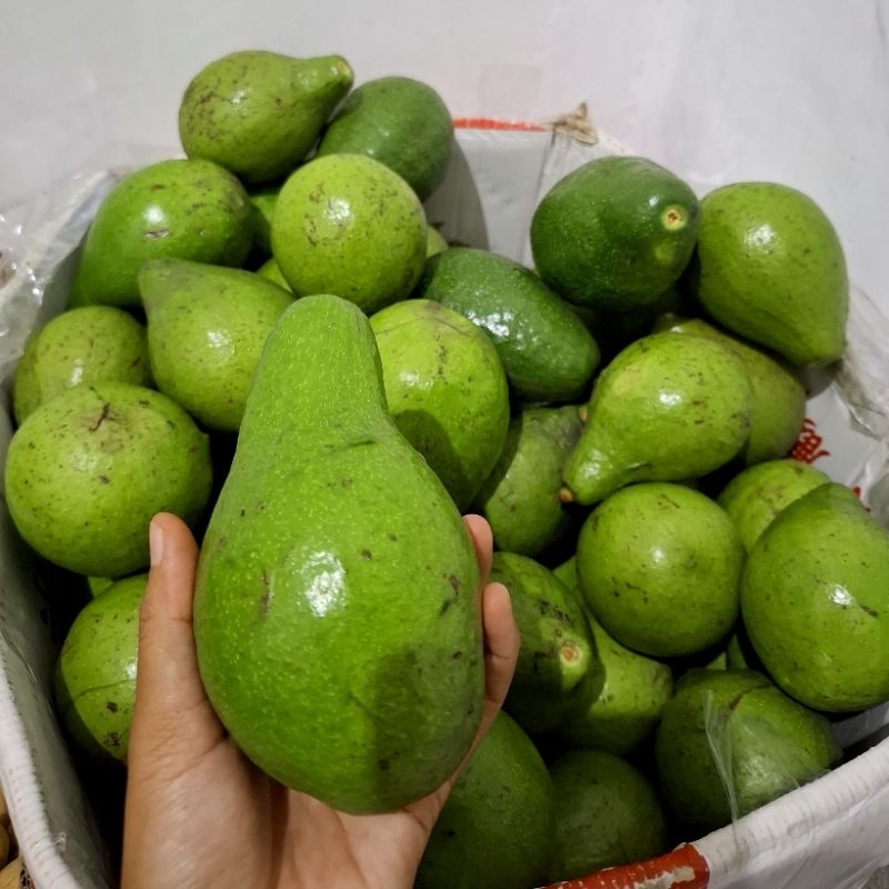 

Alpukat Mentega Segar 1kg (Isi 3,4)