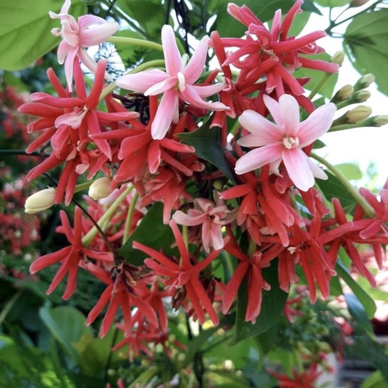 [ TUMPUK ] Quisqualis indica melati belanda bunga tumpuk / bibit tanaman hias bunga harum wangi ramb