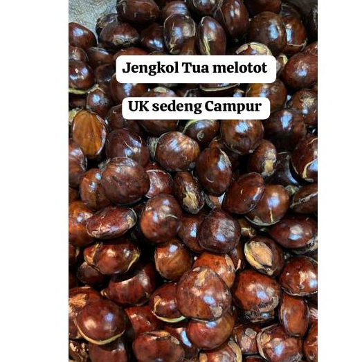 

Jengkol Tua 1Kg