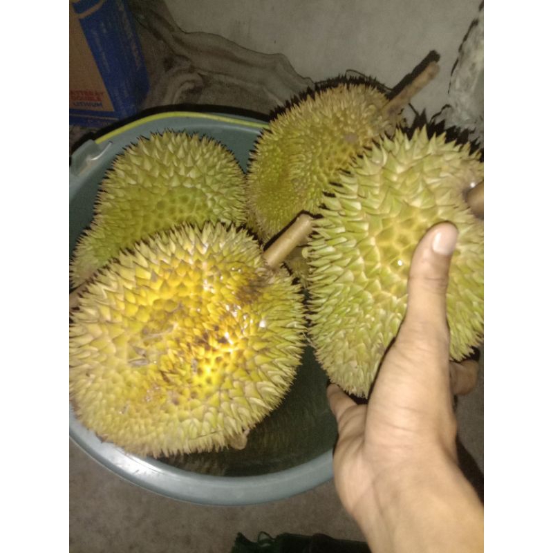 

Buah Durian Lokal Manis Asli Songgon Banyuwangi