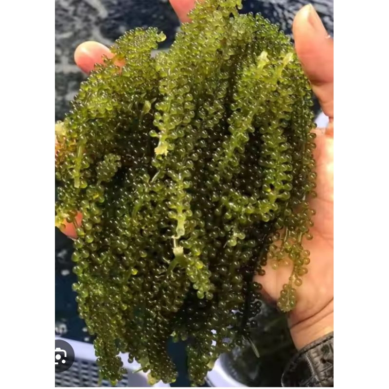 

latoh/anggur laut/bulung bon/green caviari 1kg
