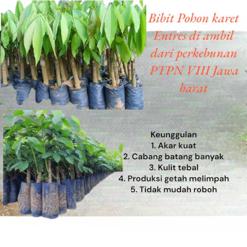 Bibit pohon karet unggul