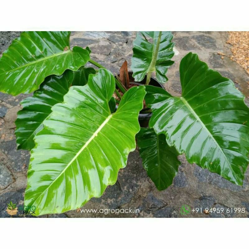 Tanaman Hias Philodendron Jungle Fever