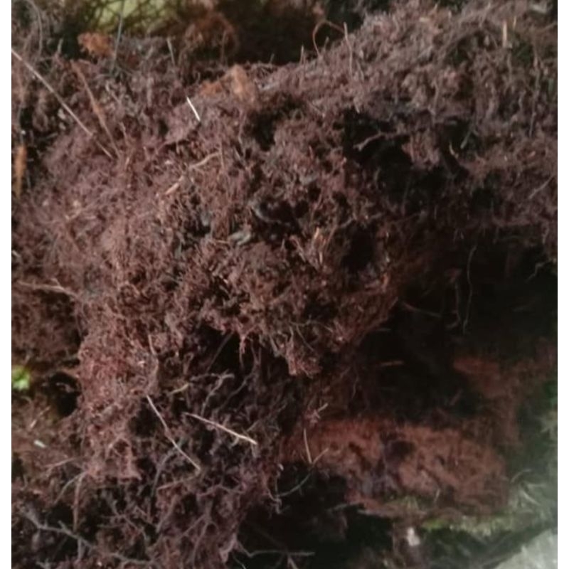 Moss Hitam / akar kadaka