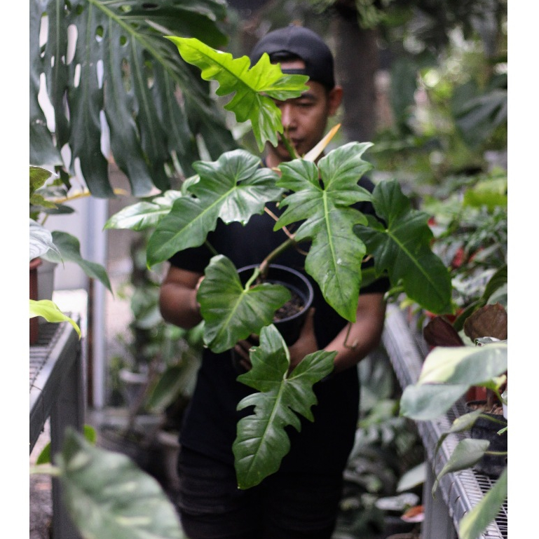 Philodendron Lime Fiddle Tanaman Hias