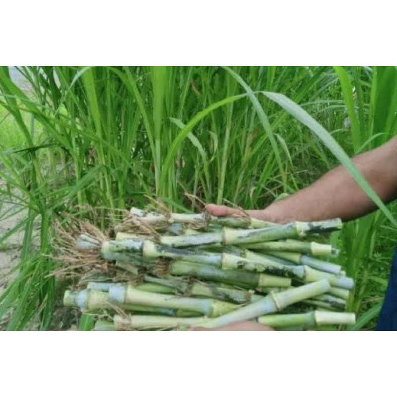 Bibit Rumput Pakcong Super 1 Kg / Bibit Napier Pakcong / Bibit Pakchong Pakan Ternak / Bibit Rumput 