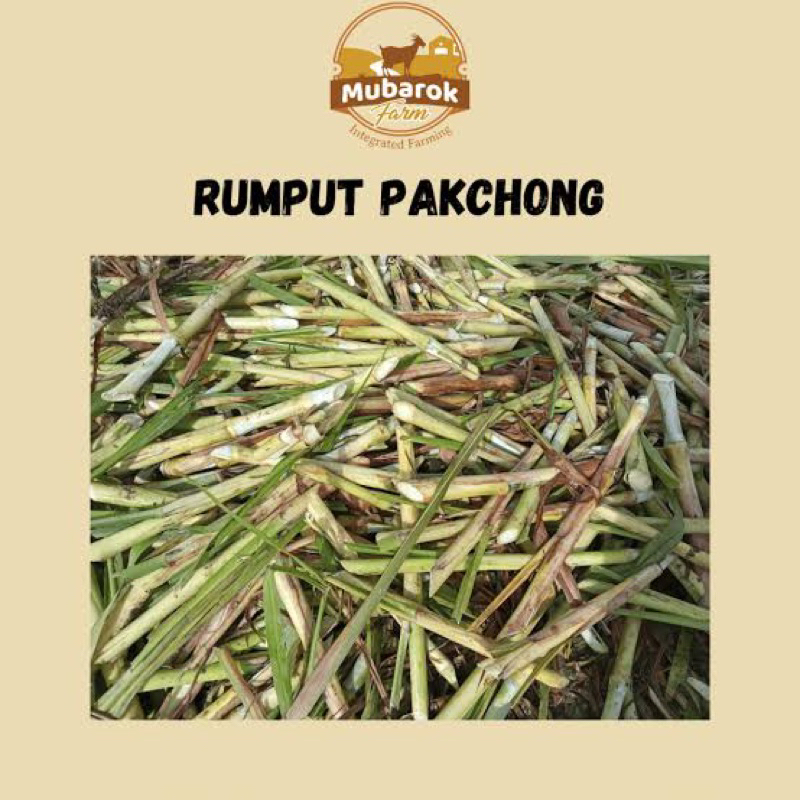 Bibit Rumput Pakcong Super 1 Kg / Bibit Napier Pakcong / Bibit Pakchong Pakan Ternak / Bibit Rumput 