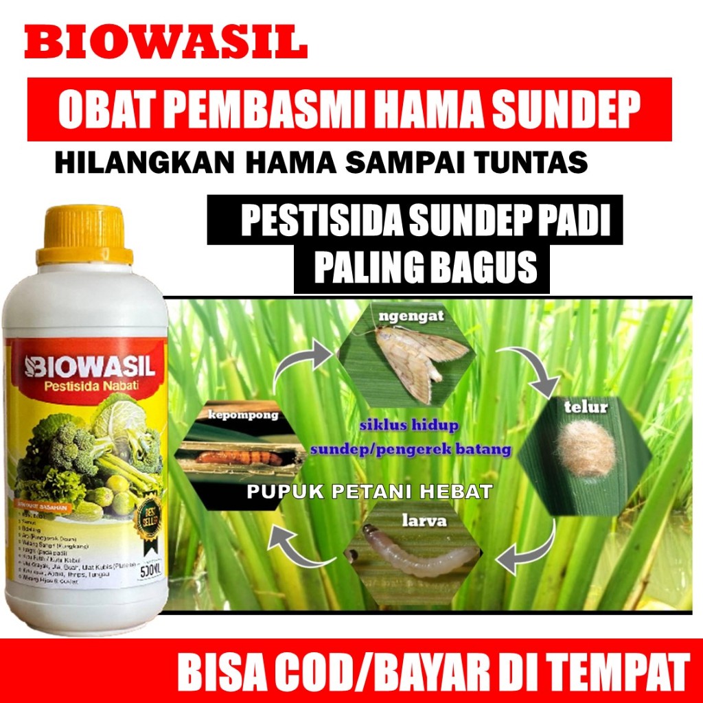 OBAT SUNDEP PADI PALING AMPUH BIOWASIL isi 500 ML - OBAT HAMA SUNDEP DAN BELUK, Insektisida Sundep B