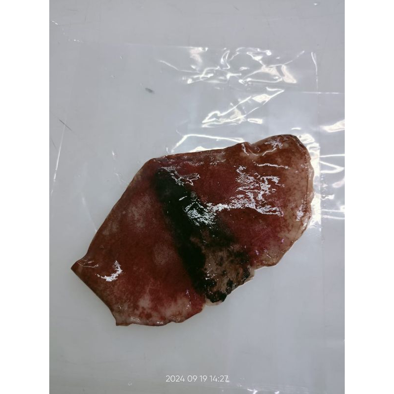 

Sirip Cumi 1kg Frozen