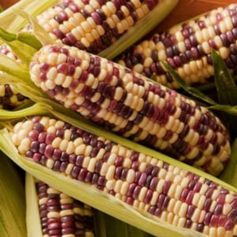 Benih Jagung Ketan Pulut Putih Ungu isi 35 butir