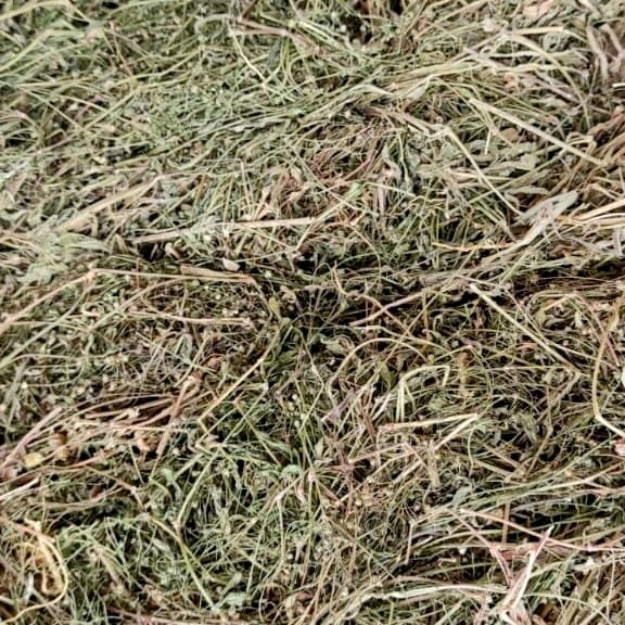 

Rumput Mutiara Kering 200gr