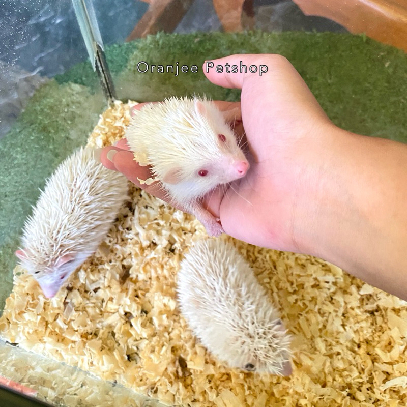 Hedgehog Landak Mini Hewan Peliharaan Hias (ONLY PALEMBANG KOTA)