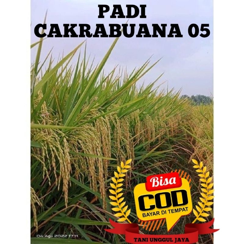 Benih Bibit Padi Unggul Cakrabuana 05 ( CB 05 ) Kemasan 5Kg