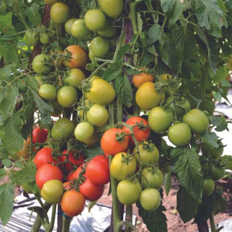 5 Biji Benih Tomat Buah Servo Cap Panah Merah