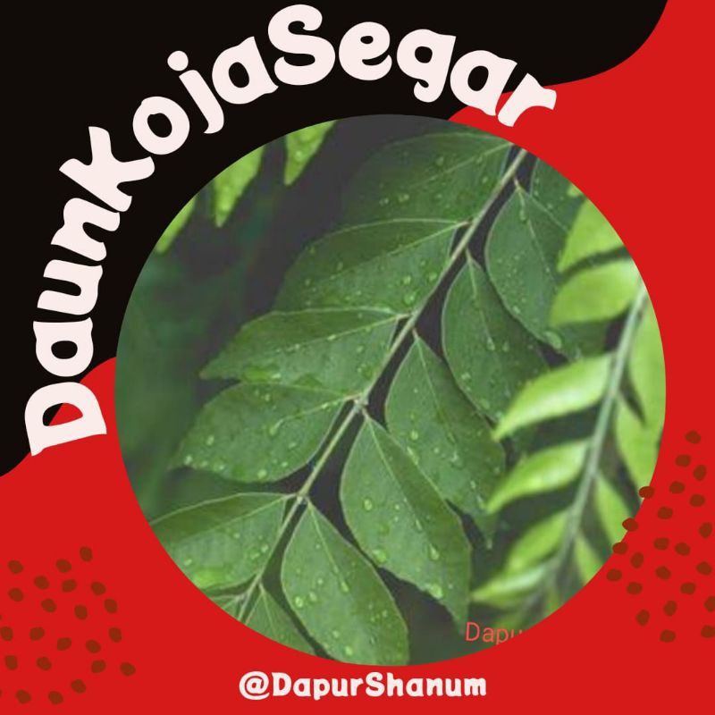 

Daun salam koja daun kari hijau fresh rempah-rempah masakan fresh 500grm