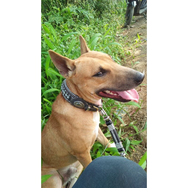 Kala Patiak Otomatis Tali Petik Anjing Kulit Asli 3 Jari Buat Kampung Selayang Ras Kecil