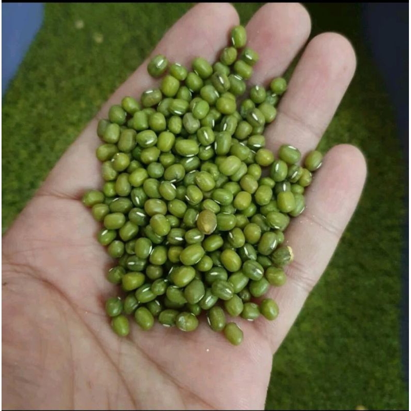 

KACANG HIJAU LOKAL PETANI