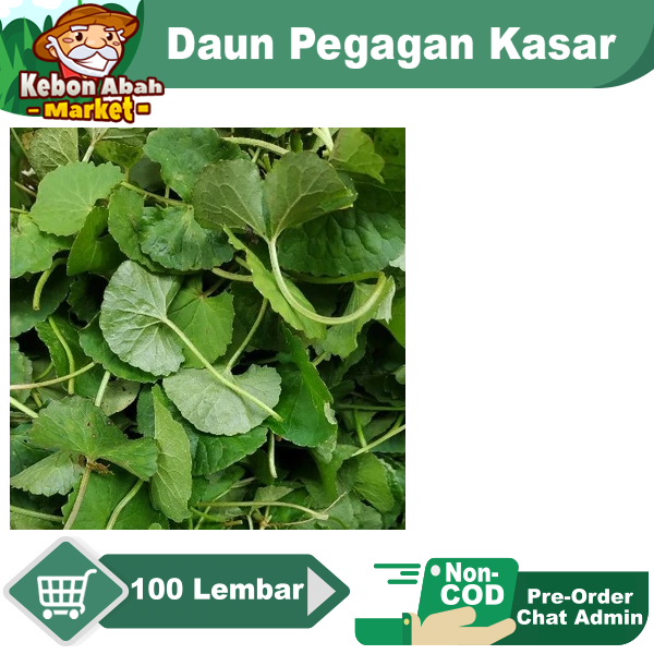 

Daun Pegagan Kasar Antanan Tanah Per 100 Lembar Pre-Order