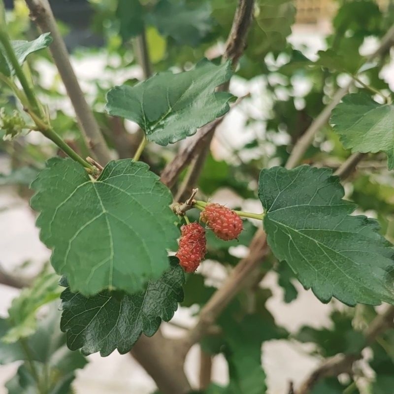 

daun murbei daun murbei daun blackberry 10lbr