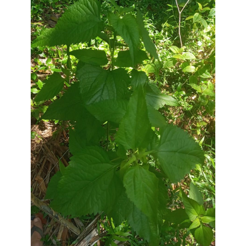 

Daun kirinyuh/meringgo segar alami per 1 kg termurah