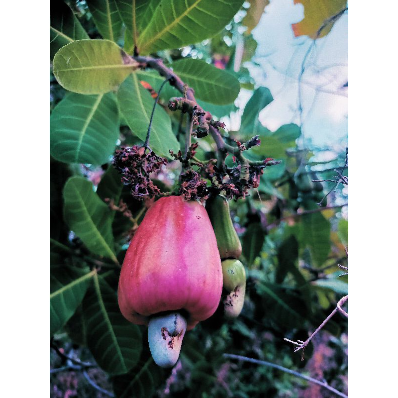 

Jambu mente, jambu mende
