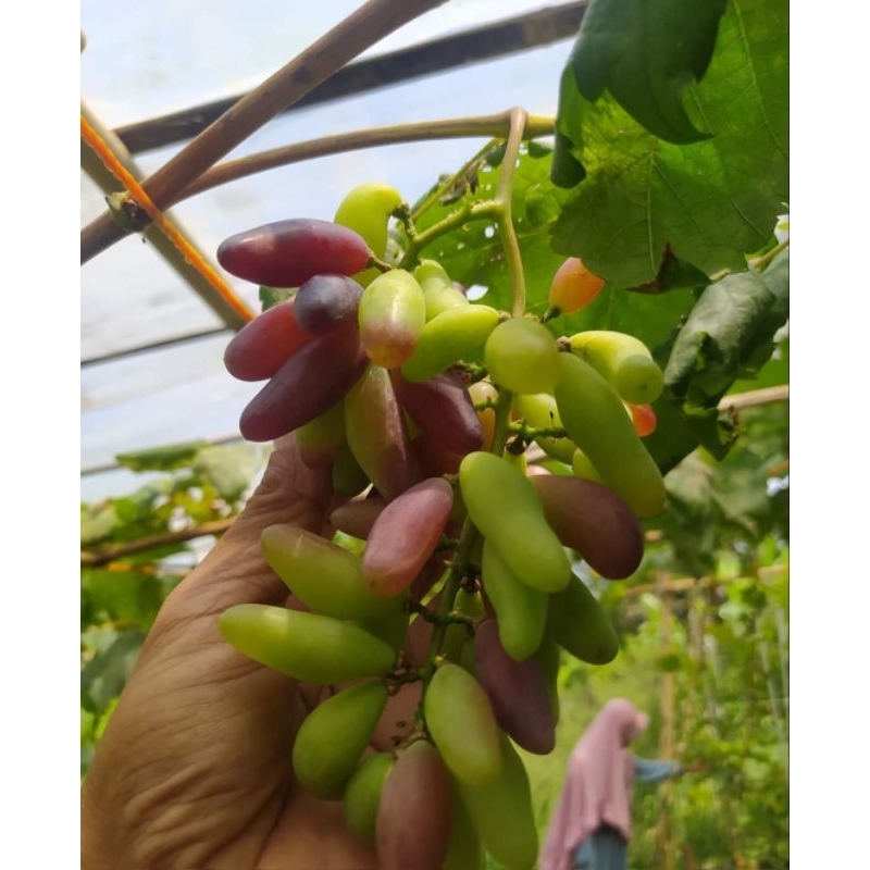 

anggur import arcas sedles