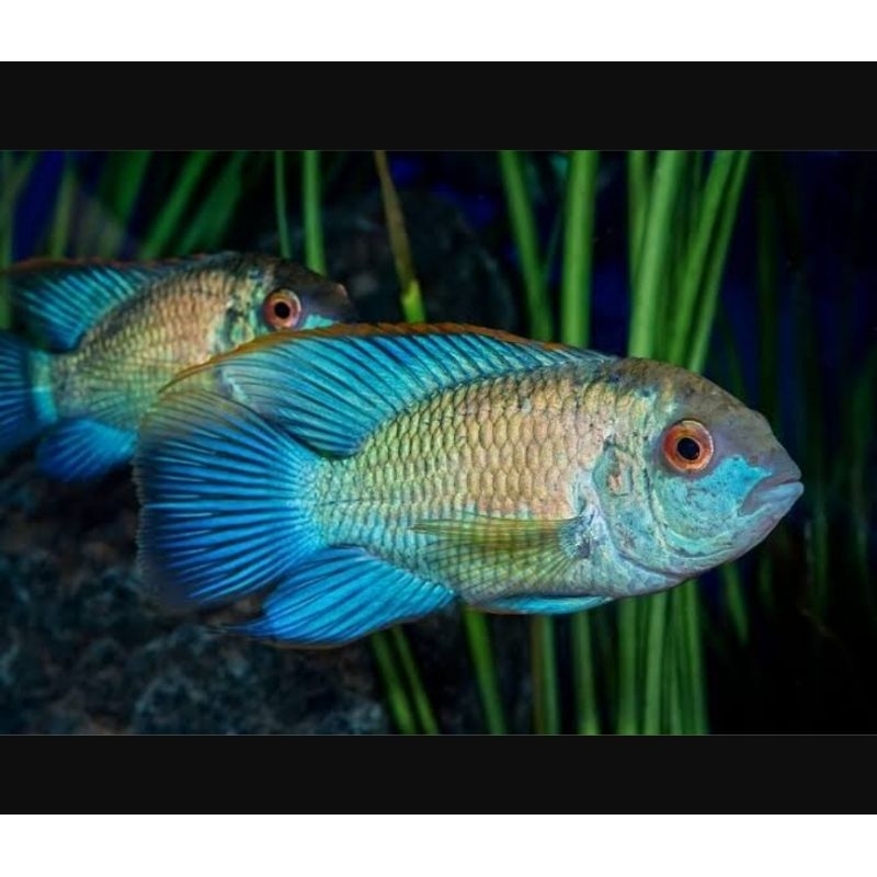 Hiasan Akuarium American Cichlid Blue Acara