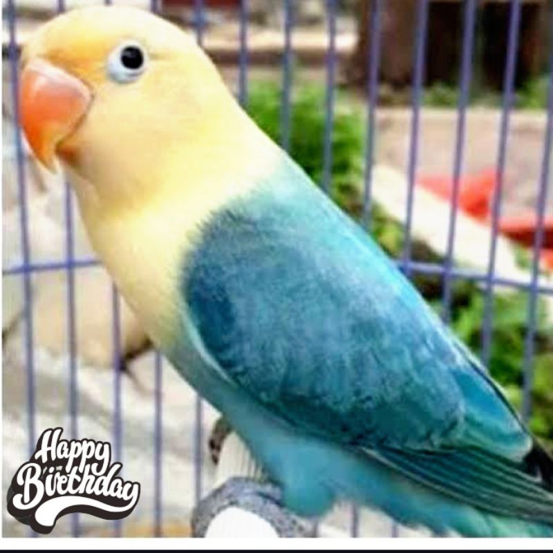 burung love bird lovebird biola PB parblue series murah