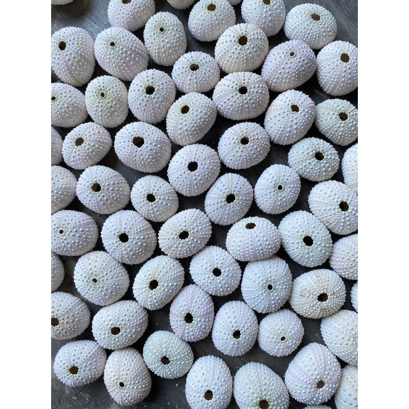 CANGKANG KERANG BULU BABI OVAL