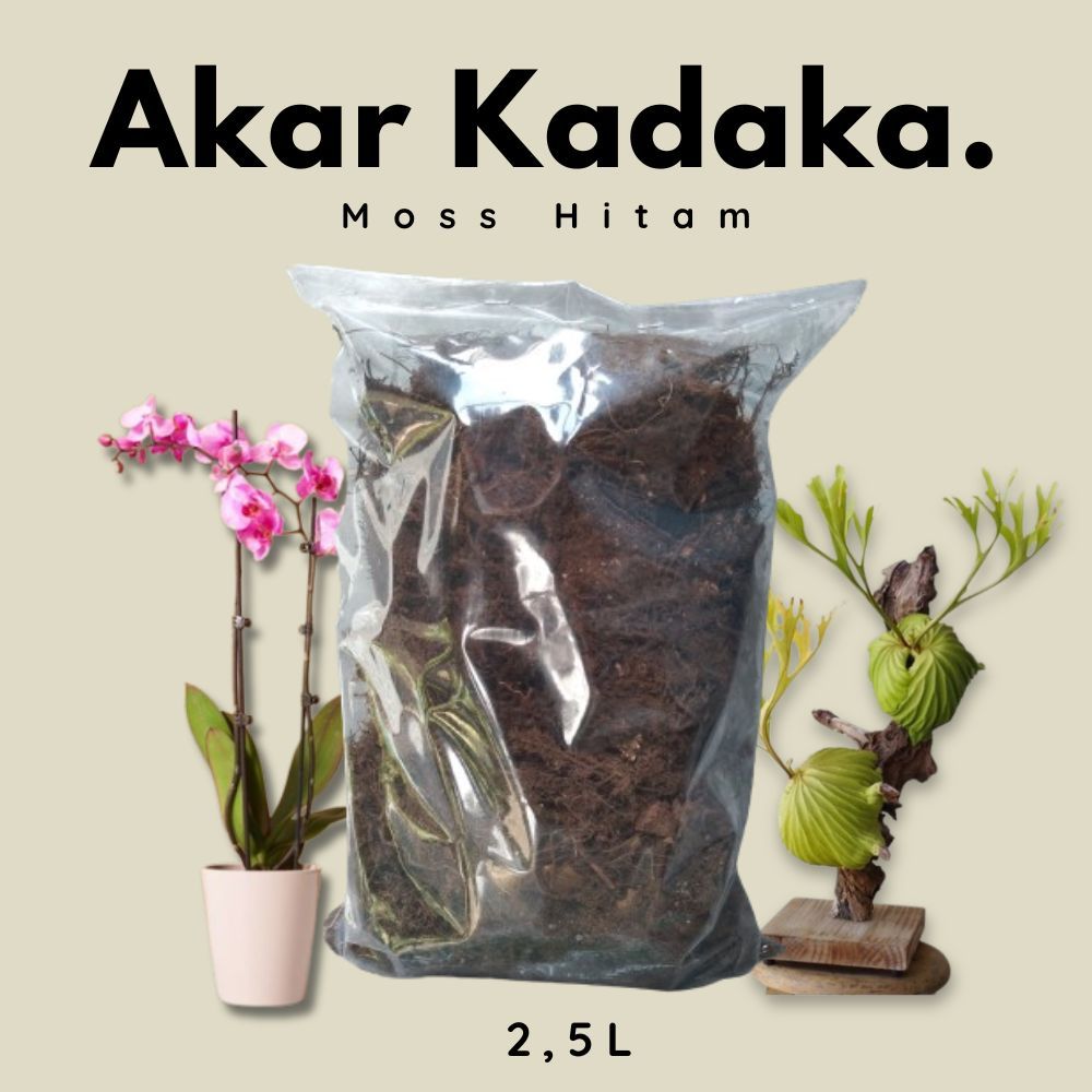 Moss Hitam/ Akar Kadaka