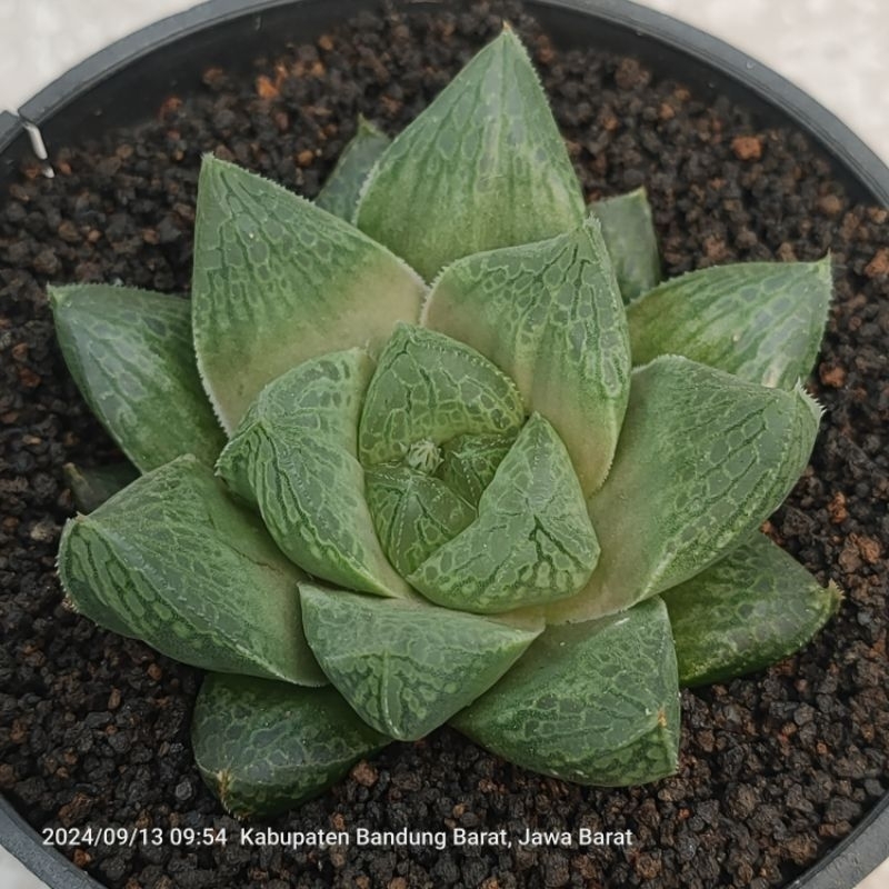 haworthia hybrid