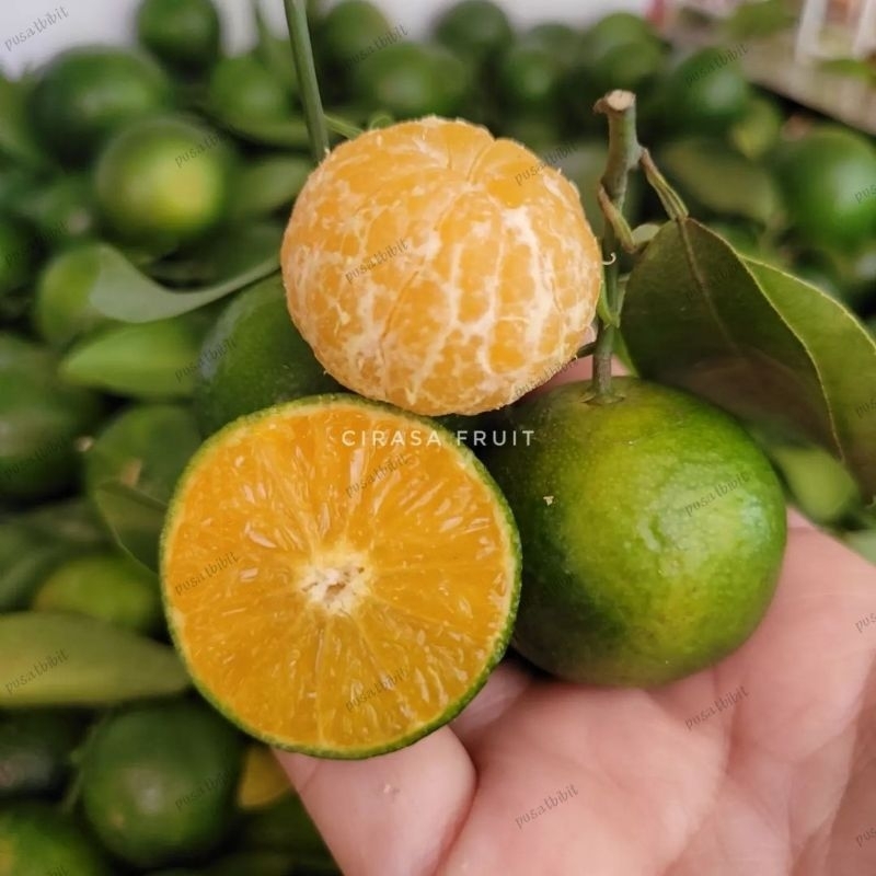

BIBIT JERUK SIEM MADU .KEPROK SIAM .OKULASI