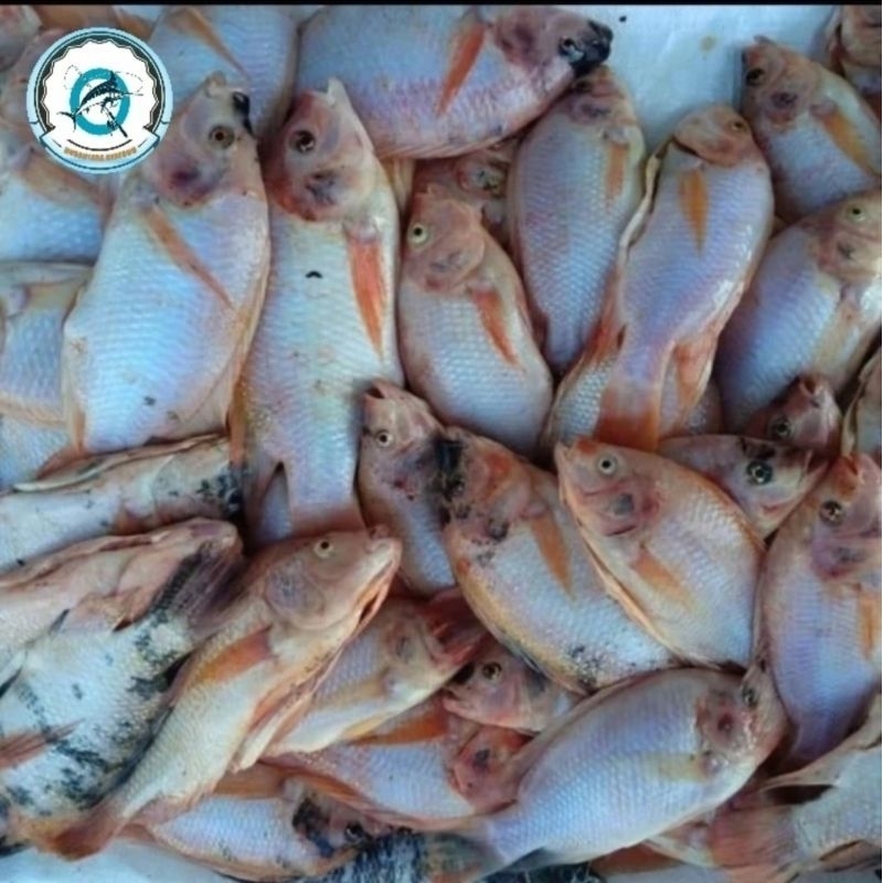 

Ikan nila 1kg