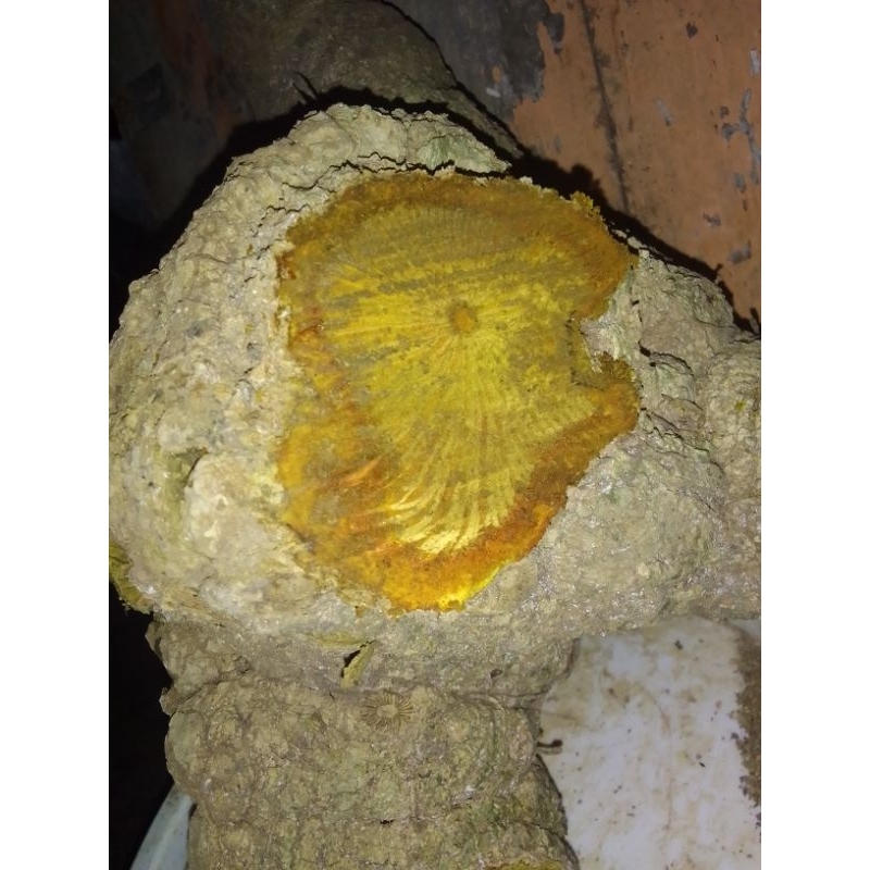 

bongol ki koneng bahan herbal 6kg